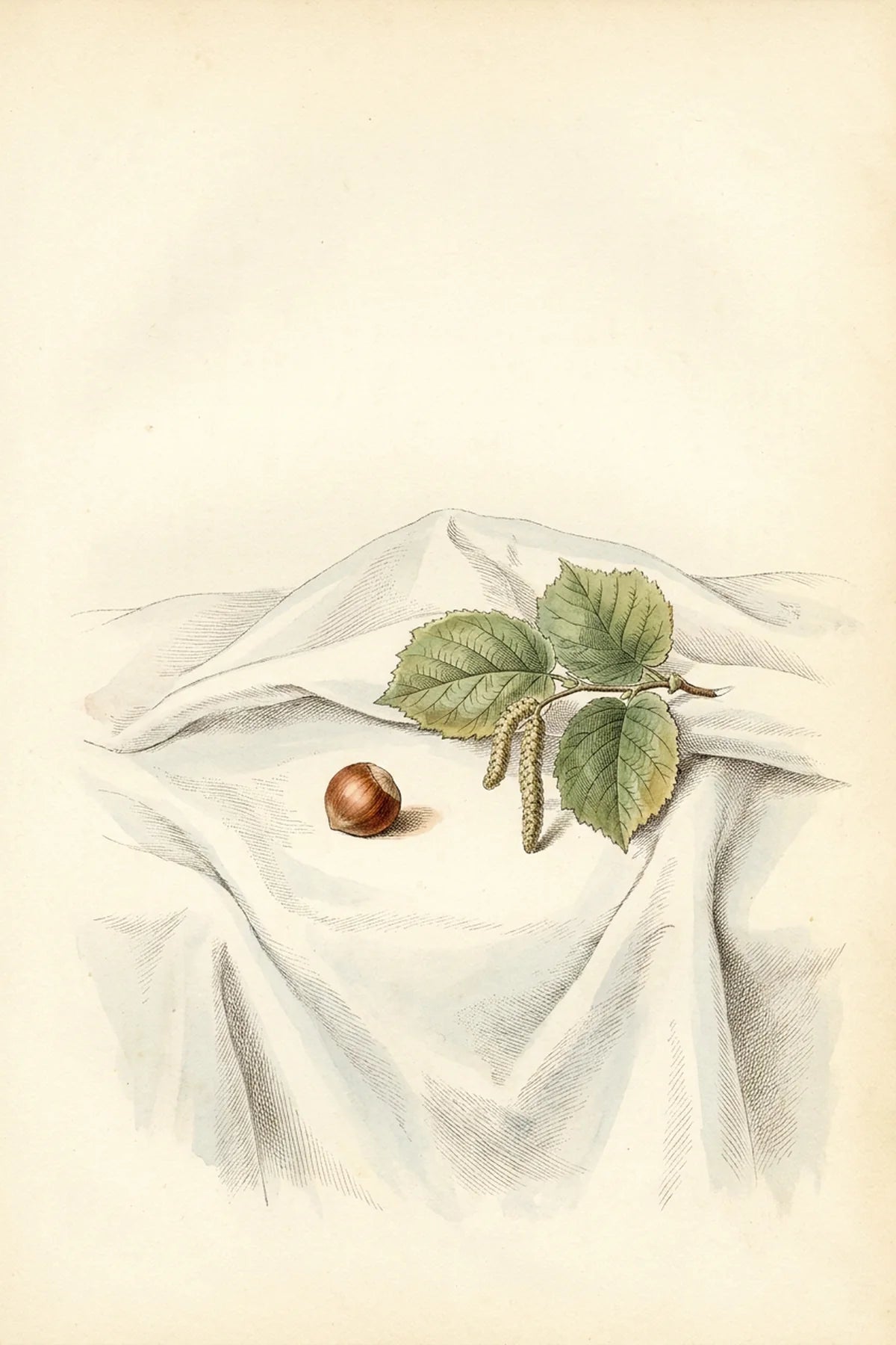 The hazelnut