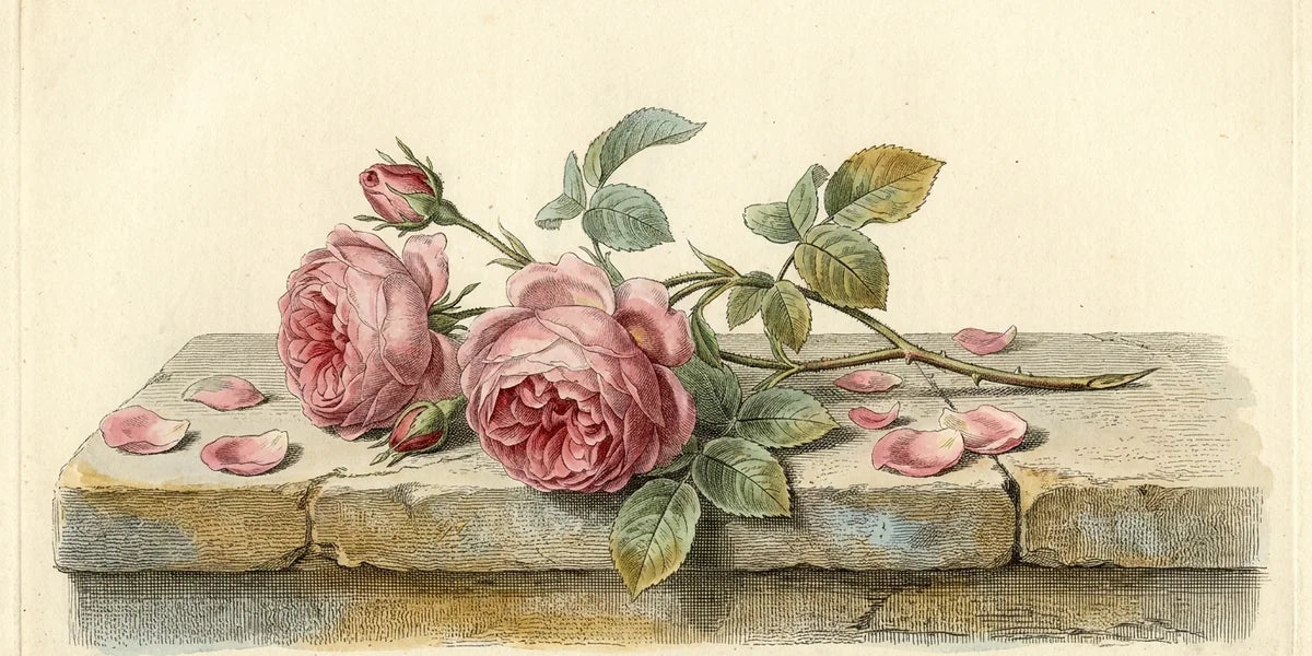 Hand-coloured plates